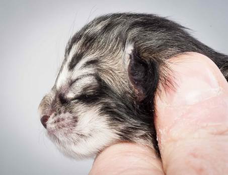 20121228_T-kull_newborn_0034