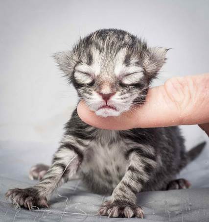 20121228_T-kull_newborn_0032