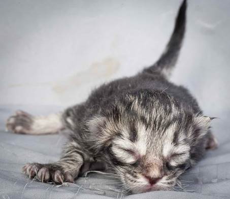 20121228_T-kull_newborn_0031