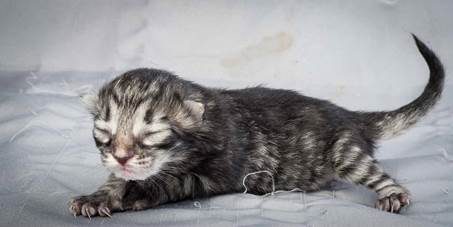 20121228_T-kull_newborn_0035