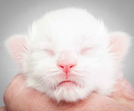 20121228_T-kull_newborn_0040