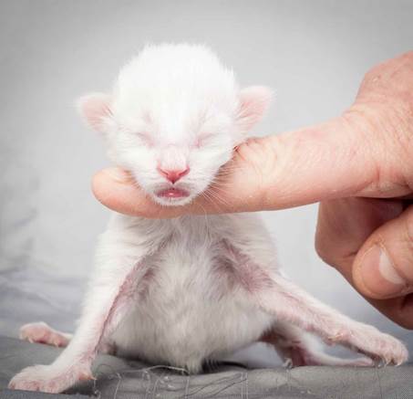 20121228_T-kull_newborn_0039