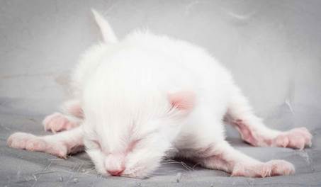 20121228_T-kull_newborn_0038