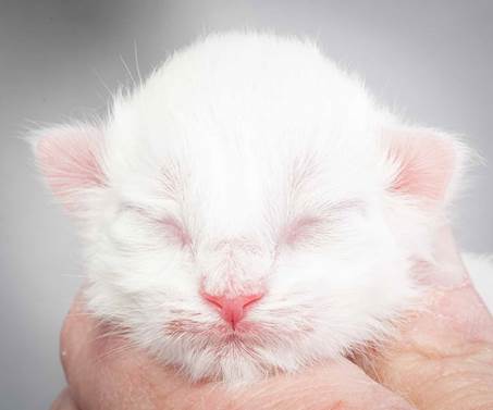 20121228_T-kull_newborn_0053