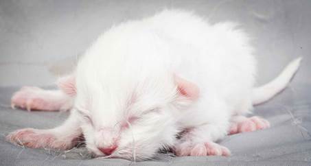 20121228_T-kull_newborn_0047