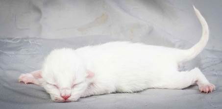 20121228_T-kull_newborn_0056