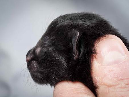 20121228_T-kull_newborn_0063