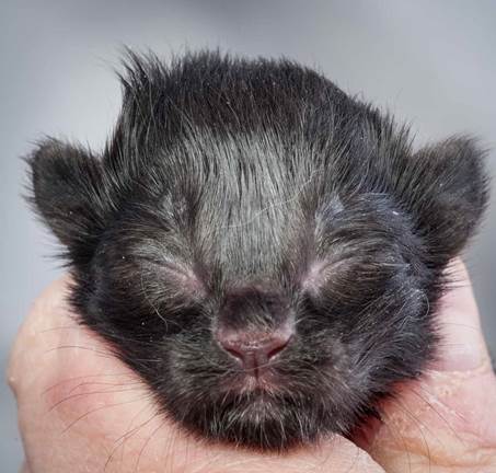 20121228_T-kull_newborn_0062