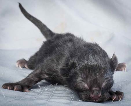 20121228_T-kull_newborn_0058