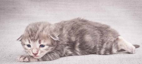 20130425_V-kull_10_days_0526