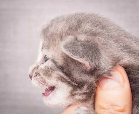 20130425_V-kull_10_days_0524