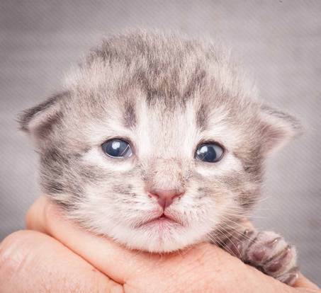 20130425_V-kull_10_days_0521