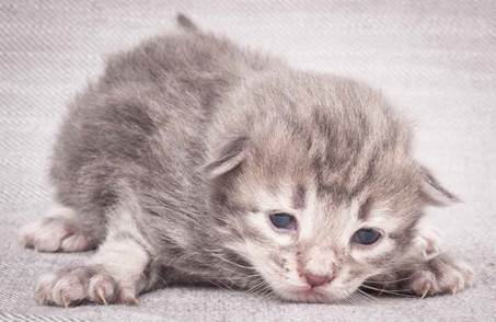 20130425_V-kull_10_days_0516