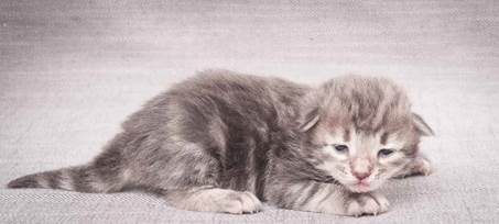 20130425_V-kull_10_days_0528