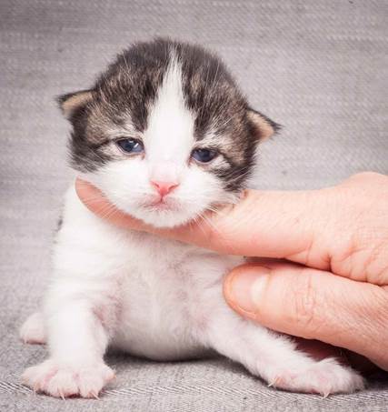 20130425_V-kull_10_days_0537