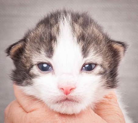 20130425_V-kull_10_days_0560