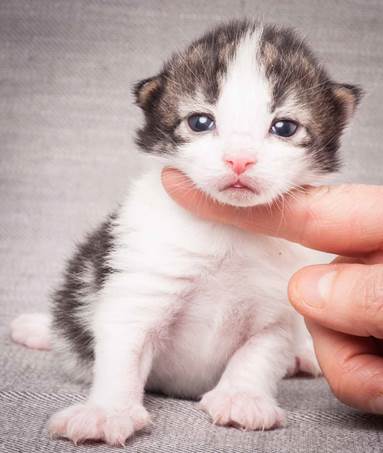 20130425_V-kull_10_days_0557