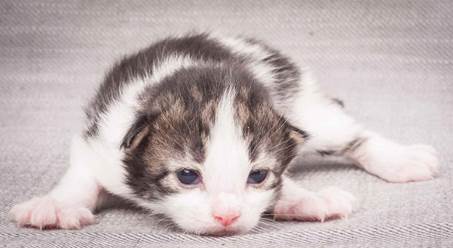 20130425_V-kull_10_days_0553