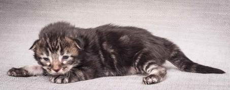 20130425_V-kull_10_days_0588