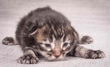 20130425_V-kull_10_days_0577