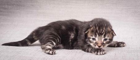 20130425_V-kull_10_days_0589