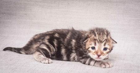 20130425_V-kull_10_days_0611