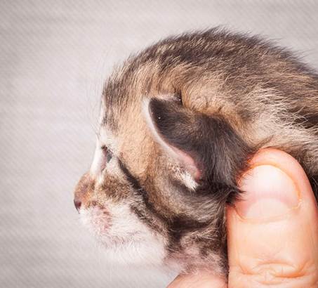 20130425_V-kull_10_days_0607