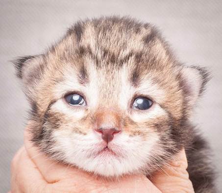 20130425_V-kull_10_days_0603