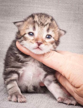 20130425_V-kull_10_days_0602