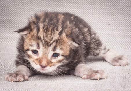 20130425_V-kull_10_days_0598