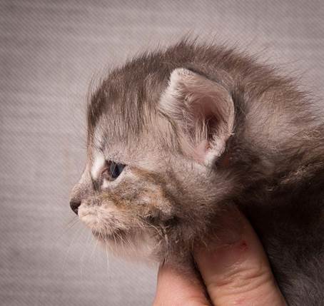 20140209_W-kull_27_days_0009