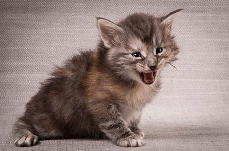 20140209_W-kull_27_days_0005