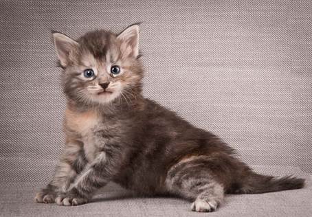 20140209_W-kull_27_days_0013