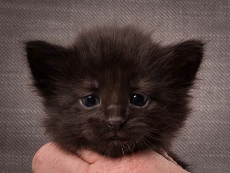 20140209_W-kull_27_days_0021