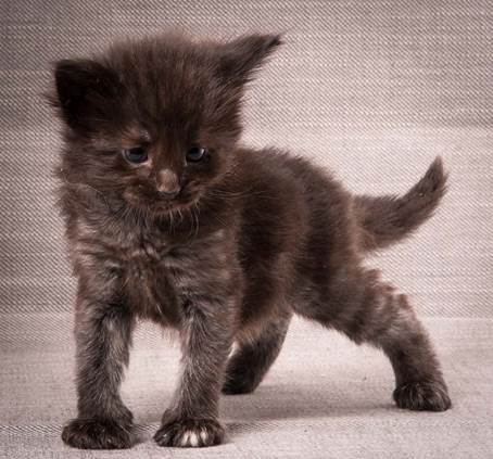 20140209_W-kull_27_days_0019