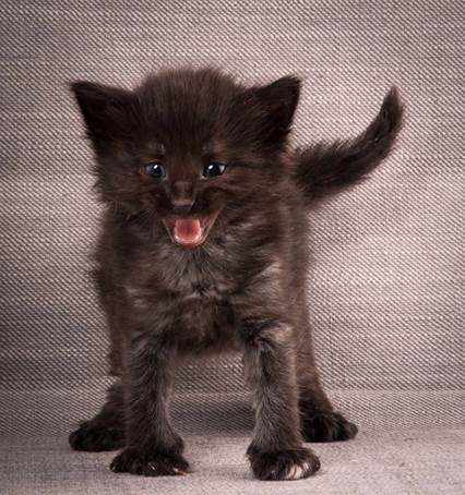 20140209_W-kull_27_days_0017