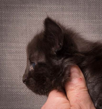 20140209_W-kull_27_days_0025