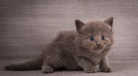 20140209_W-kull_27_days_0035