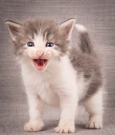 20140209_W-kull_27_days_0050