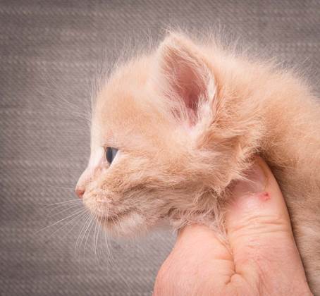 20140209_W-kull_27_days_0074