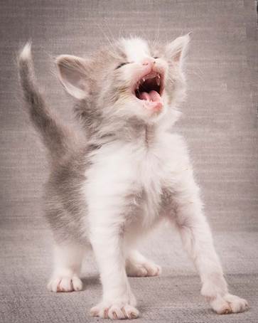 20140209_W-kull_27_days_0079