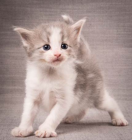 20140209_W-kull_27_days_0076