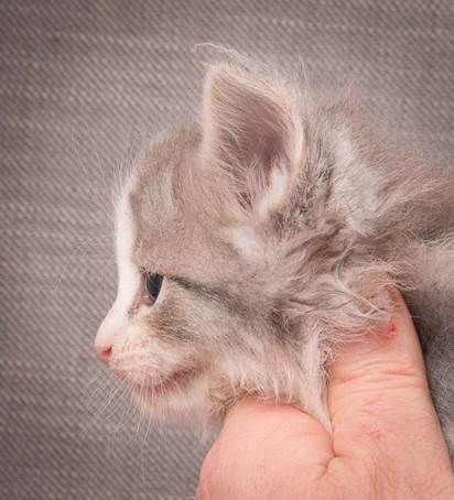 20140209_W-kull_27_days_0085