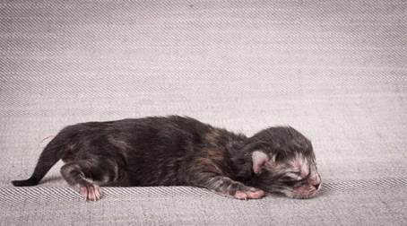 20140113_W-kull_Newborn_0013