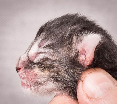 20140113_W-kull_Newborn_0012