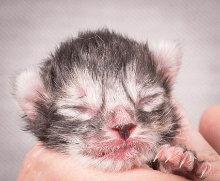 20140113_W-kull_Newborn_0010