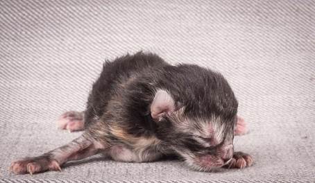 20140113_W-kull_Newborn_0004