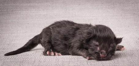 20140113_W-kull_Newborn_0029