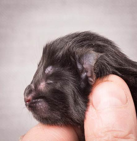 20140113_W-kull_Newborn_0025