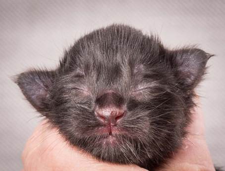 20140113_W-kull_Newborn_0024